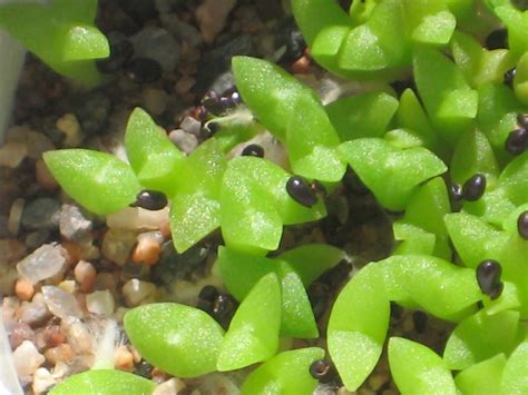 Baylley • 9 months ago. Follow Me Through the Desert: A Saguaro's Growth Rate