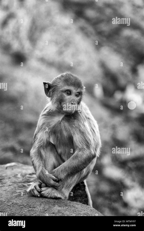 Scared Monkey Fotografías E Imágenes De Alta Resolución Alamy