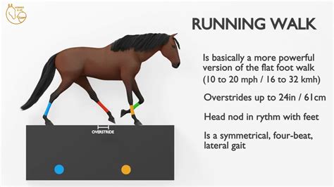 The Horse Running Walk Explained Youtube