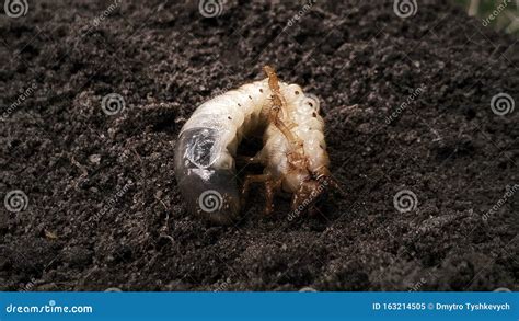 Bug Maggot Moving On Ground White Grub In Soil Insect Metamorphosis