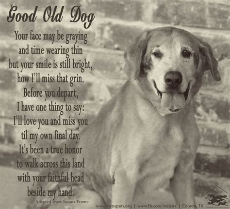 Pin By Anne Stephens On Anne Stephens Dog Poems Dog Quotes Old Dogs