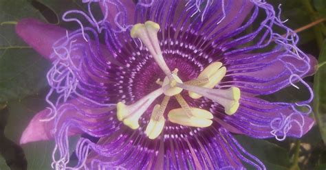 Plant Passion Flowers To Attract Three Butterflies