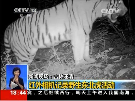 Video Of Wild Siberian Tiger Captured In Ne China Headlines Features