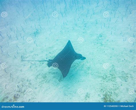 Black Manta Ray Diving Underwater Galapagos Islands Ecuador Stock Photo
