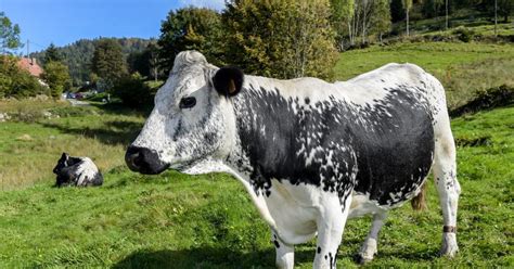 Vosges Agriculture La Vache Vosgienne Les éleveurs En Ont Fait Tout