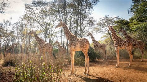 Giraffes In Nairobi National Park Kenya Windows Spotlight Images
