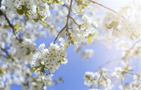 Spring Sunshine Desktop Wallpapers Top Free Spring Sunshine Desktop