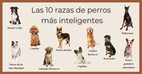 Las 20 Razas De Perros Más Inteligentes Del Mundo