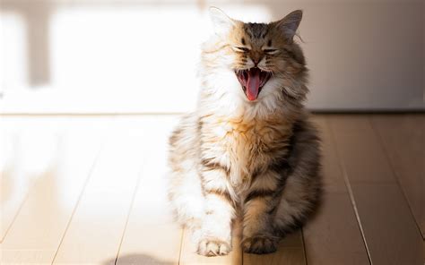 Cat Yawning Wallpapers Wallpaper Cave