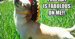 This Hat Is Fabulous On Me Picture Jokes Pinterest