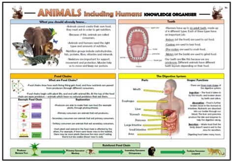 Year 4 Animals Including Humans Knowledge Organiser Teaching Resources