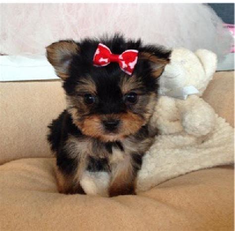 toy morkie puppies dad lbs mom lbs teddy bear faces  sale  southfield michigan