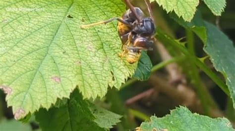 Horrifying Moment Killer Asian Hornet Decapitates And Devours A Wasp In Kent Amid Fears Of Uk