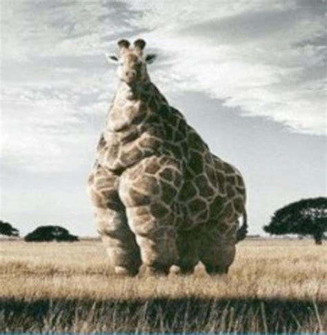 Corpulent meaning, definition, what is corpulent: Exemplary Word: corpulent | Membean