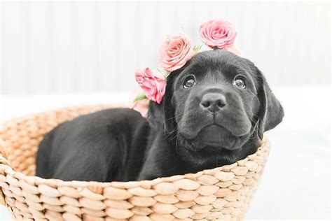 5 Tips For Photographing Puppies Pretty Fluffy Puppies Lab Puppies