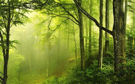 Green Forest Wallpaper 71 Images