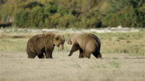 Two Grizzly Bears Mating Dance Play Stock Footage Video 100 Royalty