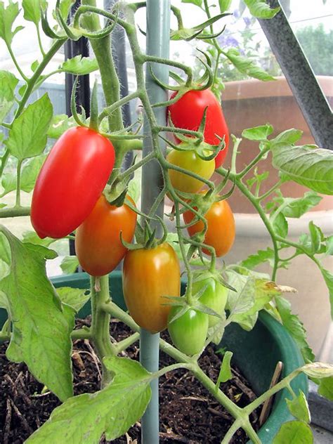 Tomatoes are easy to grow from seed indoors but should be planted outdoors after all danger of frost has passed. Juliet tomatoes | Planting vegetables, Square foot gardening, Tomato