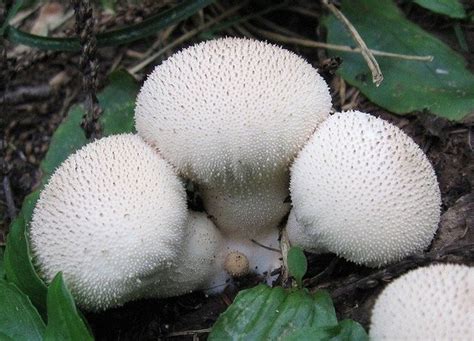 Njs Wild Mushrooms Are Poisoning People At A Staggering Rate Heres What To Avoid