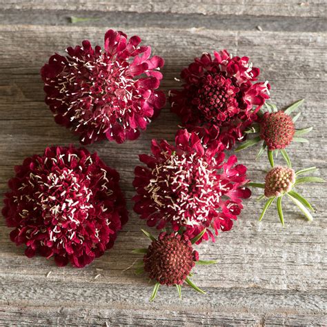 Fire King Scabiosa Seed Johnnys Selected Seeds