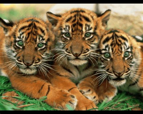 Download Lovely Animals Screensaver 20