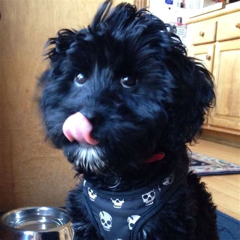 These adorably fluffy cavapoo puppies are a cross between a cavalier king charles spaniel and a a cavapoo's coat can vary depending on the genes they inherit from the parent breeds, but they. Bodie the Cavapoo. Black Cavapoo. Black Cavoodle puppy ...