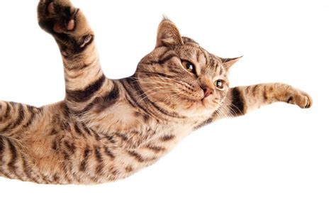 Flying Cat Wallpaper Animal Wallpapers 35450
