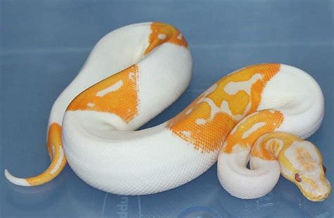9 Rarest Ball Python Morphs