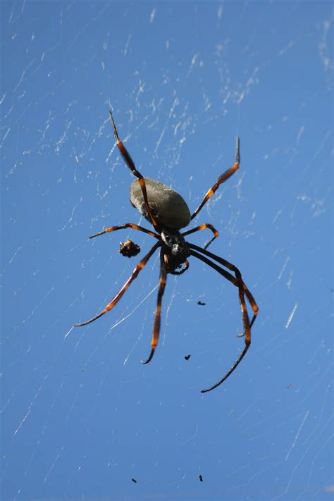 A zoo can teach you a lot about how animals behave in captivity but will teach you very little about the behaviour of animals in the wild. Australian Garden Orb-Weaver Spider | Spider, Spider ...