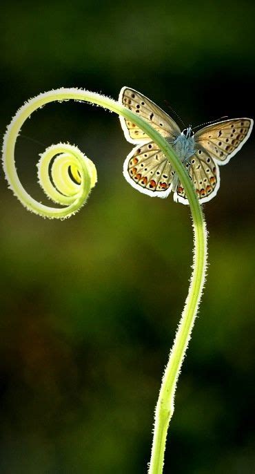 Amaze7: Beautiful butterfly on the rings of creeper | Beautiful butterflies, Beautiful nature ...