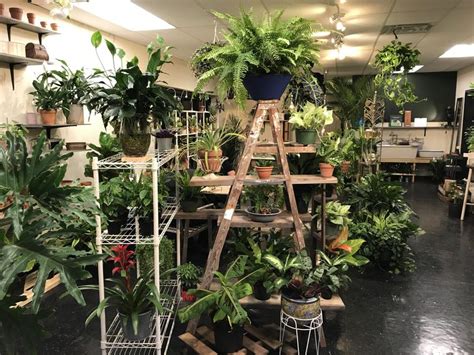 2.2 miles from jefferson memorial. Bonsai Tree Manchester Ct - bonsai tree