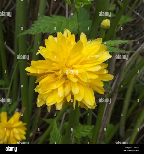 Kerria Japonica Pleniflora Stock Photo Alamy