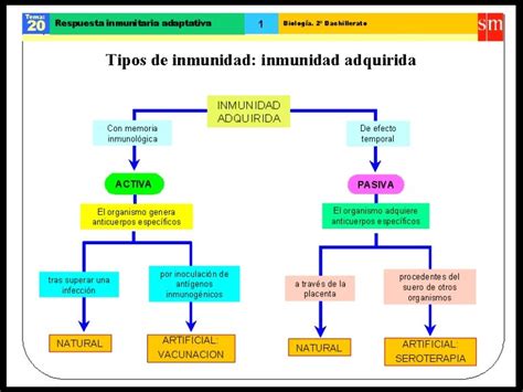 Sistema Inmunológico Respuesta Inmune