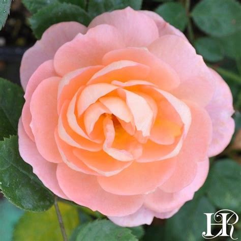 Tatin 2018 New Introductions Roses Heirloom Roses Roses Garden
