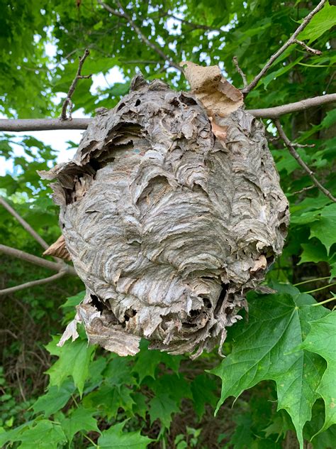 Wasp Nest, Bees Nest, Paper Wasp Nest