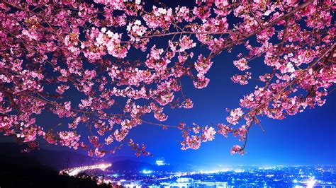 Cherry Blossoms Hd Wallpaper Background Image 1920x1080 Id937179