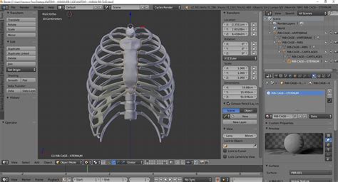 We did not find results for: Anatomy - Human Rib Cage