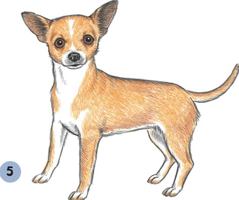 Chihuahua Dog Drawing At Getdrawings Free Download