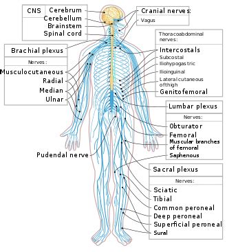 This system consists of all the neuron cell bodies and processes located outside the brain and spinal cord. 8 components related to cognition Outline of the human ...