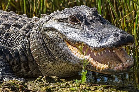 10 Surprising Facts About Alligators In Florida Inspirich