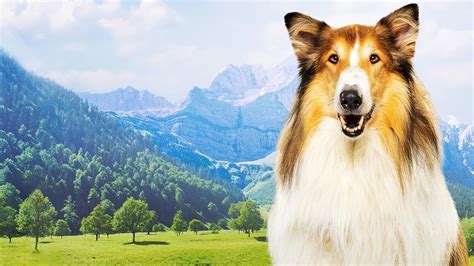 Amazonde Lassie 2 Ein Neues Abenteuer Ansehen Prime Video