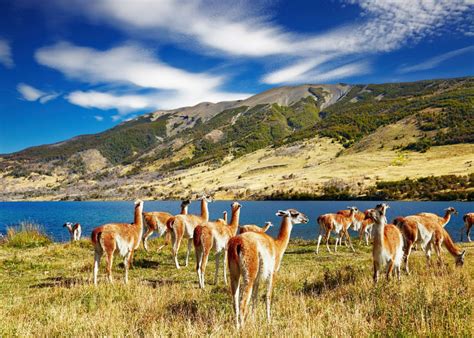 Patagonia Tour From Buenos Aires 11 Days Best Of Patagonia