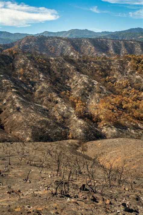 Los Padres National Forest Forest Fire Aftermath Stock Photo Image
