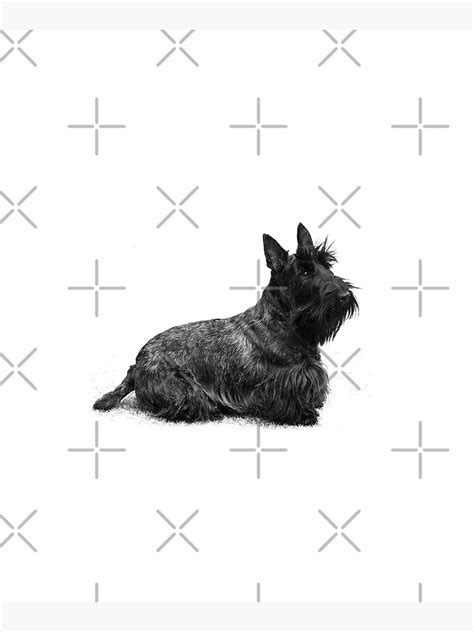 Scottie Dog Scotty Terrier Mounted Print For Sale By Morofenrir