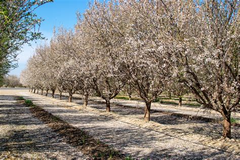 Almond Blossoms California Where To Find Almond Flowers Le Wild