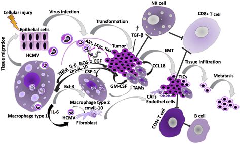 The Emerging Role Of Human Cytomegalovirus Infection In Human