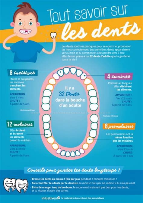Tout Savoir Sur Les Dents Affiche Pour La Classe Le Blog D