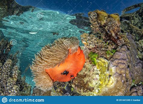 Coral Reef Underwater In French Polynesia Tahaa Stock Image Image Of