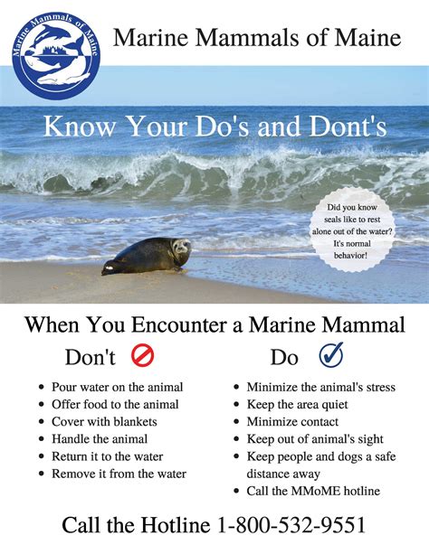 Marine Mammals Of Maine Pup Season Poster