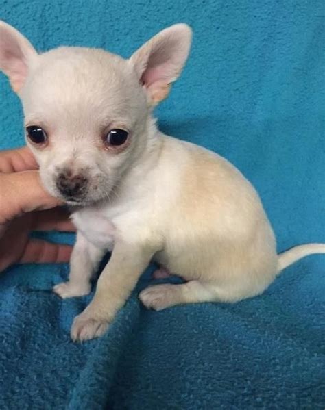 Chihuahua Puppies For Sale Lexington Ky 121977